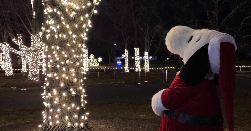 new tree.bridge light social header