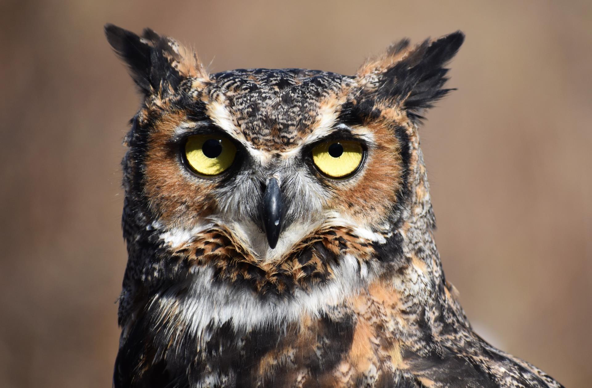 Great Horned Owl- Strig